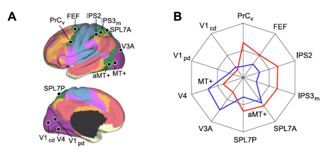 Figure 25.A: 4 visual, 4 parietal, and 2 frontal seed regions were used to quantify the functional coupling of aMT+ and MT+ to distributed cortical regions. B. polar plots of MT+ (blue) and aMT+ (red) connectivity with the visual, parietal, and frontal seed regions were computed using the replication data set. (from Yeo et al., 2011).