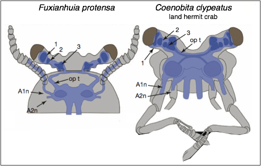 Reconstructed brains of Fuxianhuia protensa and land hermit crab Coenobita clypeatus showing homologies with Malacostraca. They share 3 nested neuropils in each eye stalk (arrowed 1-3), A1n (antennal nerve), A2n (second pair of nerve roots), op t (optic tract). 
