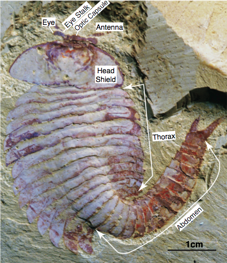 Dorsoventrally flattened Fuxianhuia protensa from the Chengjiang Lagerstatte. Dorsal view of complete specimen, YKLP 11321.