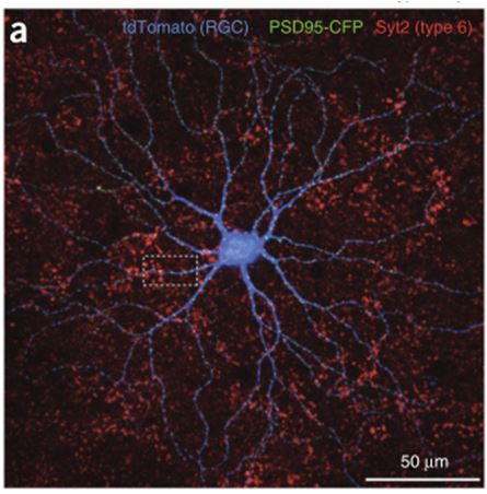 Figure 2. Quadruple labeling identifying Type 6 bipolar cells as contributing over 70% of the excitatory input to On-Alpha-like RGCs