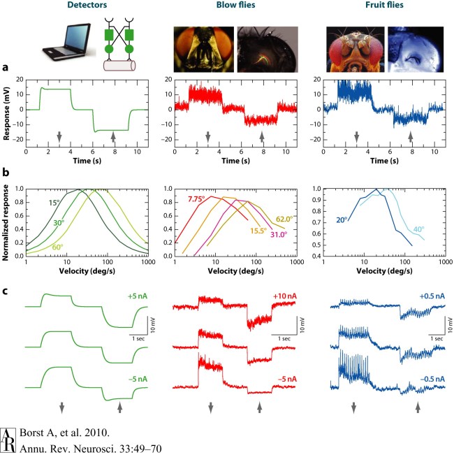 Figure 2.  Comparison of the responses of an array of Reichardt detectors (left column) and of lobula plate tangential cells in blow flies (middle column) as well as in fruit flies (right column). (a) Visual response to preferred direction (downward, indicated by the arrow) and null direction (upward) motion. (b) Steady-state responses to sine-gratings with different spatial wavelengths drifting at constant velocities. The optimum is shifted toward larger velocities with increasing wavelength of the pattern in such a way that the optimum is always at the same temporal frequency (ratio of velocity and pattern wavelength). This optimum temporal frequency is roughly 1 Hz in both blow flies and Drosophila. (c) Evidence for a push-pull configuration of local motion input to lobula plate tangential cells. Visual motion along the preferred and null directions was presented during injection of depolarizing and hyperpolarizing current in the recorded cell. When the cell is artificially depolarized, the preferred-direction (PD) response becomes smaller; when the cell is hyperpolarized, the null-direction response becomes smaller. Experimental data are from Haag et al. (2004), Joesch et al. (2008), and J. Haag & A. Borst, unpublished observations.