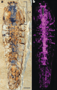 The fossil and reconstructed nervous system of Alalcomenaeus (1)