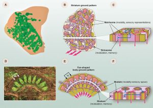 Proposed homology between human basal ganglia (top) and arthropod central complex (bottom) (8). 