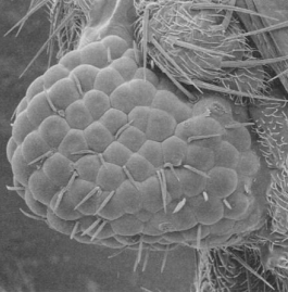 A fly's eye grown on the leg driven by a mouse gene (5).
