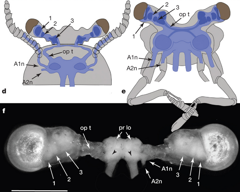 The best-laid brains of bugs and men | NeuWrite San Diego