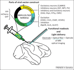 injecting viruses into monkey brains; just another day the office...