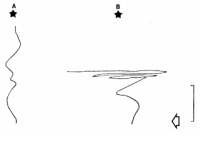 Male moths following female scents also rely on the smell-or-turn strategy. From Kennedy & Marsh (1974), Science.