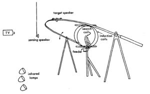 Owls have 3D hearing and have been an remarkable model system for sensorimotor learning. Shown here is the apparatus for testing sound localization in owls, from Knudsen et al. (1979), J. Comp. Physiol.