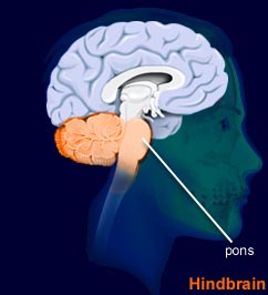 from www.brainexplorer.com
