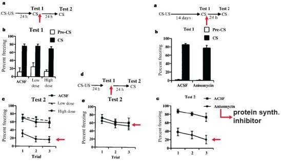 Reconsolidation fig