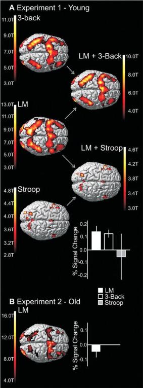 Figure 3. The brains in the left column show activity in the brain during the performance of the 3 tasks in this experiment. The LM task (middle)  was practiced while the  3-back task (top) was the task that showed the transfer of the increase in performance. The Stroop task (bottom) did not show this transfer of the performance increase. The right column shows the overlap of the brain activation in the tasks, demonstrating far greater overlap of brain regions in the 3-Back & LM (successful transfer) rather than Stroop & LM (no transfer).
