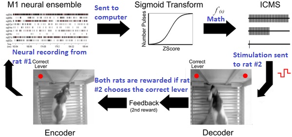 BTBI schematic from the 2013 Duke experiment. The notes in blue are mine. (Pais Vieira et al 2013) 