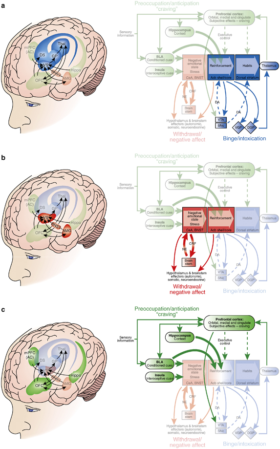 Brain circuits involved in each phase of drug addiction (1).