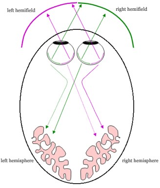 A vastly oversimplified cartoon of your visual system, illustrating the how the right side of your eye receives light from your left - http://opl.apa.org/Images/wordrecognitionfig2.jpg
