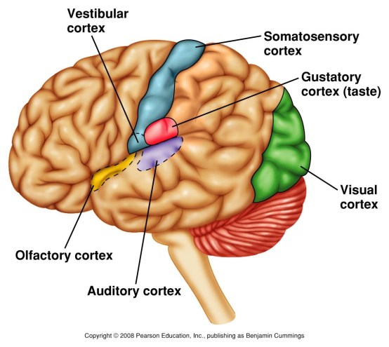 Where the brain processes The Five Senses (plus one more) - http://www.d.umn.edu/~jfitzake/Lectures/DMED/SensoryPhysiology/GeneralPrinciples/Figures/SensoryCortex.jpg