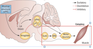 Diagram of the neural circuitry that may cause REM sleep paralysis. Contained within the red box, the circuit begins with the subcoeruleus nucleus (SubC) activating the ventromedial motoneurons (VMM, here MM). VMM will in turn inhibit motor neurons, effectively silencing all movements during REM. This VMM-mediated inhibition overrides the usual activation of motor neurons from other brain locations (such as the locus coeruleus [LC]), ensuring a restful night.