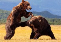 bears fighting
