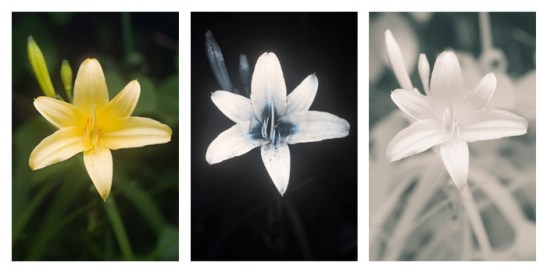The same flower in visible (left) ultraviolet (center) and infrared (right) light  Image by Dave Kennard  http://www.davidkennardphotography.com/