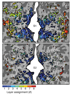 Images of the visual areas of two brains (top and bottom; left hemisphere to the left and right hemisphere to the right). Brains are flattened to remove wrinkles (light and dark grey) so that it's easier to see. Cooler colors represent earlier layers of the neural network; warmer later. Note that cooler colors are in earlier visual areas (V1, V2), and warmer in later layers (V4, LOC), showing a correspondence between model and brain.