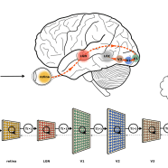 Ventral visual stream