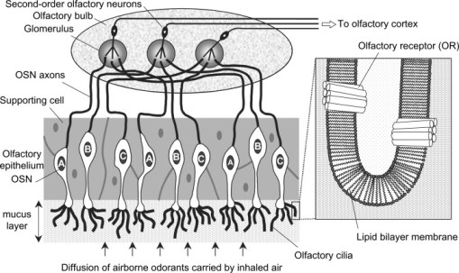 figure-2-organization-of-the-mammalian-olfactory-system-volatile-molecules-reach-the