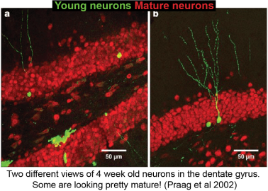 Gage2002_GFPneurogen