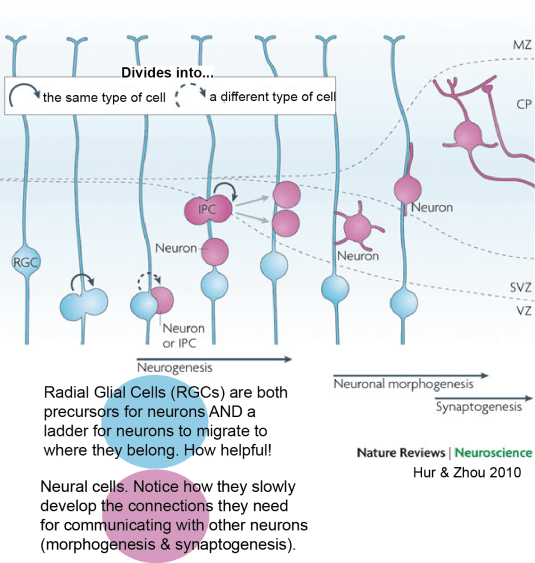 neuwrite_development