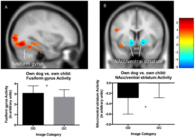 fmri dog vs baby