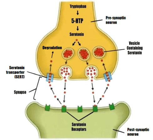 serotonin diagram
