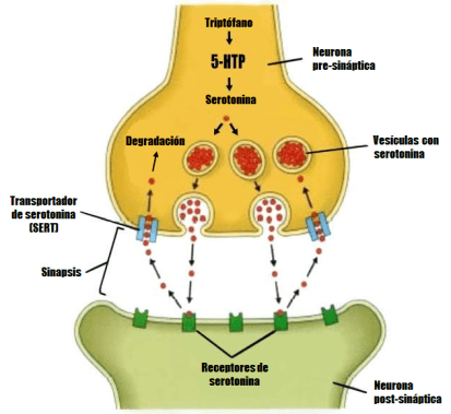serotonin espanol