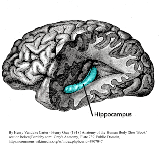 Gray739-emphasizing-hippocampus