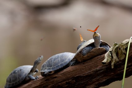 a_butterfly_feeding_on_the_tears_of_a_turtle_in_ecuador