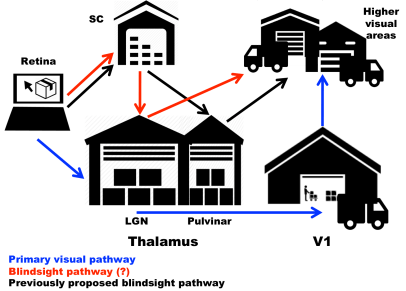 Fig 1: Schematic of various pathways through the visual system, imagined as different stations along a shipping route.