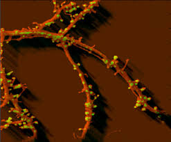 A_butterfly_feeding_on_the_tears_of_a_turtle_in_Ecuador