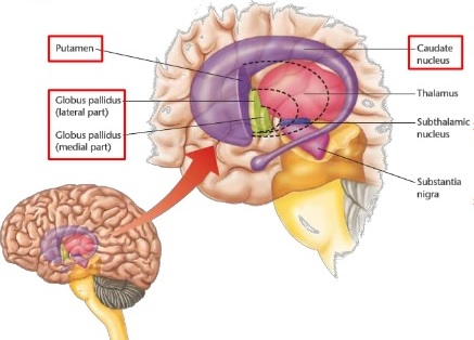 BasalGanglia1