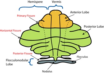 Cerebellum2