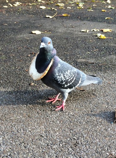 pigeon