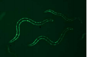 C.elegans4