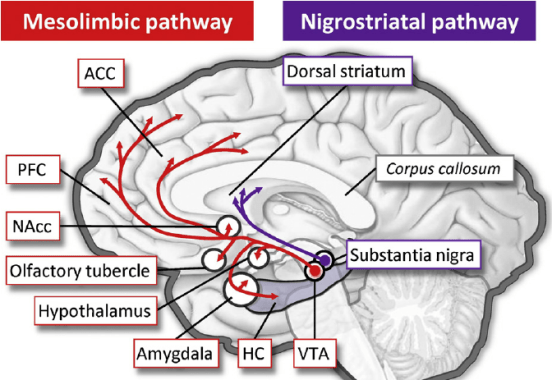 dopamine pathways