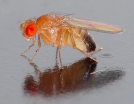fruit fly