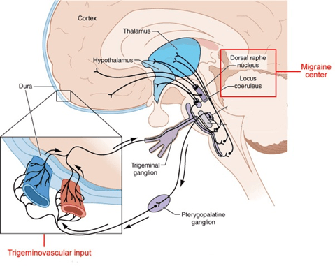 trigeminovascular