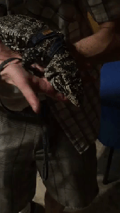 Colombian Tegu