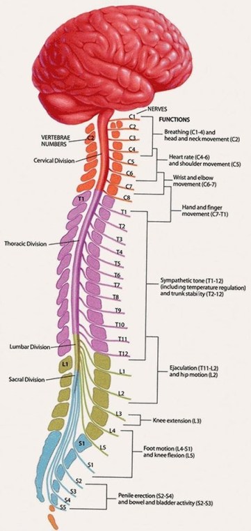 spinal segments