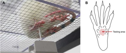 Mouse Pain- Von Frey