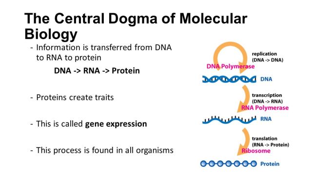 central_dogma