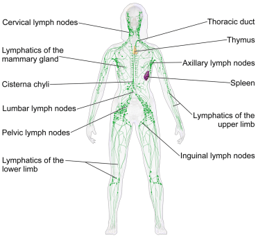 lymph vessels