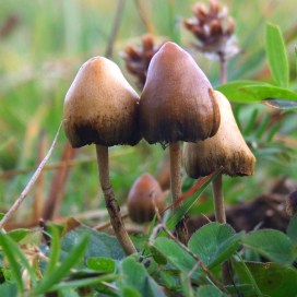 psilocybin