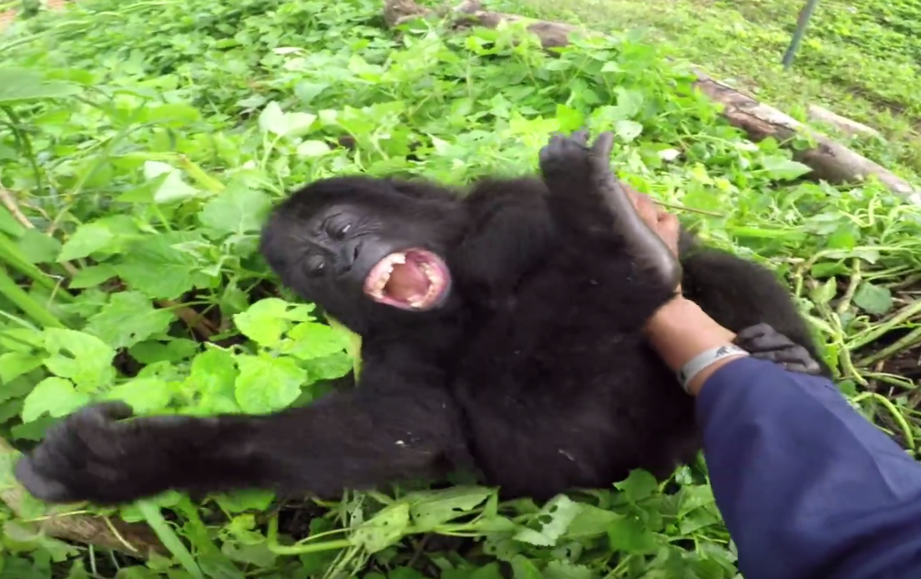 Screen Shot 2018-08-22 at 11.22.18 PM