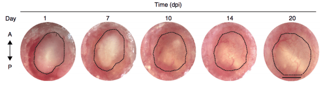 Screen Shot 2018-09-27 at 12.04.39 PM