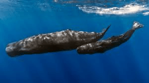 sperm whale
